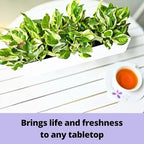 LaLaGreen Wall Planter (24 Inch, 2 Pack) Carbon Steel White Metal Hanging Flower Pot for Succulents, Wall Mount Rectangular Window Sill Box Fence Floating Garden Shelf for Deck Indoor Outdoor Decor