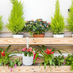 KINGLAKE Flower Pots,10 Pcs Metal Iron Hanging Flower Plant Pots Balcony Garden Plant Planter Baskets Fence Bucket Pot 4'' Flower Holders with Detachable Hook White