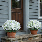 2 Pack Artificial Geranium Flowers Topitary Trees for Outdoors, UV Resistant Geraniums Potted Bushes Look Real Silk Faux Plants for Front Door Garden Porch Planter Farmhouse Home Decor (White)