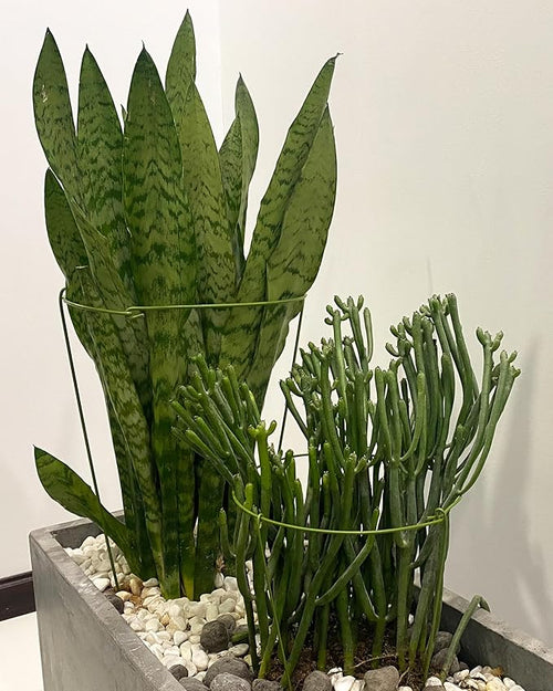 5 Pack Plant Support Stakes, Adjustable Plant Ring Cages with Green Rubber Wrapping, Ideal for Orchids, Indoor and Outdoor Potted Plants, 8" Wide x 11" High