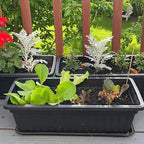 6 Pack 17 Inch Flower Window Box, Plastic Vegetable Planters Long Pots with Tray, Black Garden Flower Plant Pot for Windowsill Patio Garden Porch Balcony, with 30 PCS Plant Labels