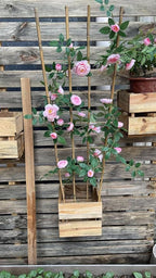 Natural Bamboo Trellis, 3Feet,3Pack,Fan-Shaped Plant Support Trellis for Outdoor and Indoor Potted Climbing Plants,Vegetables, Cucumber, Tomato, Hoya,