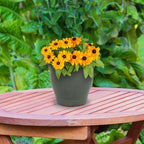 Sunnydaze Round Ceramic Planter - Set of 2 Indoor or Outdoor Plant Pots with Drainage Hole - Studio - 11" - Gray Glaze