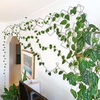2 Pack 36pcs Chain Trellis for Climbing Plants Indoor & Outdoor, Garden Wall Plant Trellis Plant Vine Support Houseplant Accessories and Plant Gifts for Vine, Ivy, Monstera,Pothos