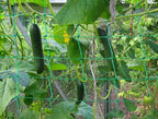 Trellis Netting for Climbing Plants - Heavy Duty Garden Trellis Netting for Cucumber, Vine, Fruits & Vegetables Tomato Plants Trellis Net, Climbing Vining Plants (1-Pack 24.6' x 6.6'Ft)