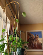 Avalution 10 Pcs Natural U-Hoops Bamboo Garden Trellis, 4 Ft Bamboo Trellis U-Shape Plant Support for Climbing Plants Indoor and Outdoor Use