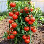 100Pcs Stake Arms for Tomato Cage, 11.8 inch Tomato Stake Connectors, Expandable Support Trellis Connectors for 11mm Stakes for Garden Climbing Plants Vegetables