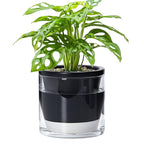 D'vine Dev 6 Inch Design Self Watering Planter for Indoor Plants, Black Terracotta Pot with Cylinder Glass Cup, 37-X-B-3