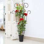 4 Pack 43'' Indoor Plant Trellis for Potted Plants Climbing, Outdoor Metal Garden Trellis Houseplants Flowers Vine Ivy, Wave Shape, Black
