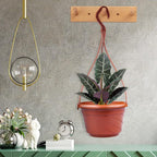 VIDELLY 4 Pieces Plastic Hanging Planters, 5.9 in Dia x 3.54 in H, Flower Plant Basket Pots Chain Holder Garden Decoration for Indoor and Outdoor Use, Red