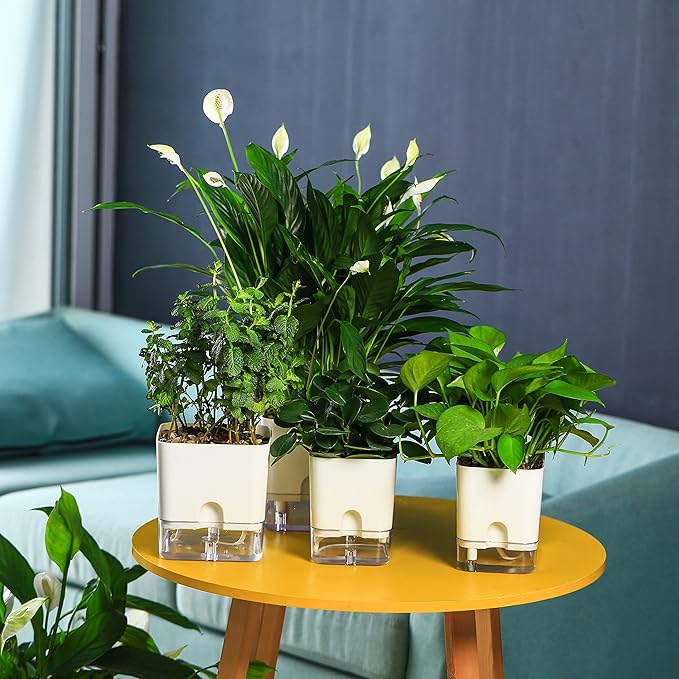 Planterhoma 6 Pack-5.5 Inch Self Watering Plant Pots for Indoor Plants, Square Self-Watering Planters Box Transparent for Devil's Ivy, Spider Plant, Orchid, African Violet