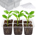 Bonviee 10 Packs Seed Starter Tray with Drainage Holes, Reusable & Durable, Clear for Root Monitoring, Easy to Repotted Without Root Damage, 6 Cells per Tray