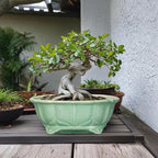 Bonsai Tree Pot - 13.2 Inch Large Ceramic Succulent Planter for Indoor Outdoor, Oval Plant Pot with Drainage Hole, Decorative Flower Pots, Home Decor, Gifts for Plant Lovers, Green
