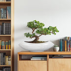 Ceramic Bonsai Tree Pot - 18 Inch Ceramic Pots for Plants, Large Succulent Planter with Drainage Hole for Indoor Outdoor, Unique Planters for Flower, Home Decor, Gardening Gifts, White-Black