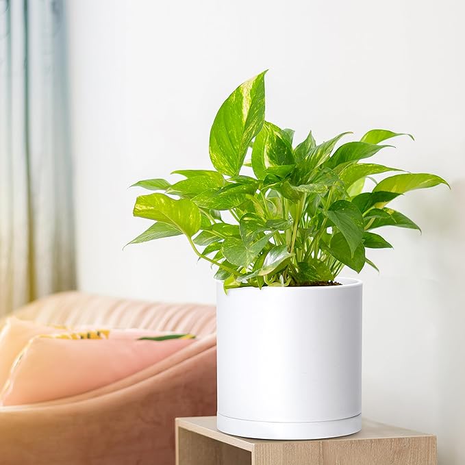 Planters 2 Pack 6.5 Inch Matte White Modern Plastic Pots with Saucers