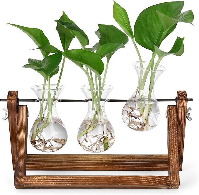Propagation Station Terrarium, 3 Glass Vases with Wooden Stand