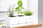 D'vine Dev Herb Garden Planter Set, Plastic Plant Pots with Drainage and Saucer, Indoor Succulent Cactus Vegetable Pot for Windowsill, Garden Balcony, White, Set of 1, 76-V-A-1