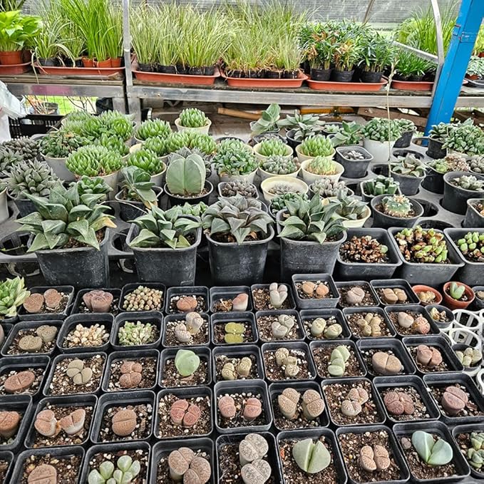 60 Pcs Nursery Pots 2.7 Inch, Plastic Seed Starting Pot with Drainage Holes, Sturdy Seedling pots for Planting, Cuttings (Black)