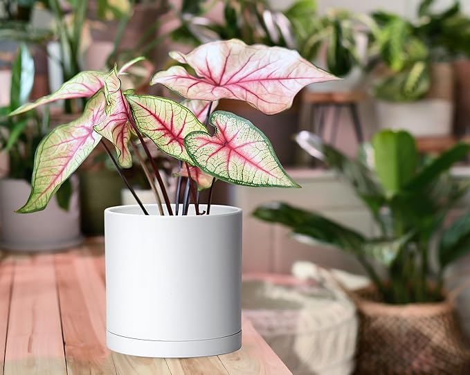 Modern Plastic Planter Pots 6 Inch, Matte White, Set of 4 with Saucers