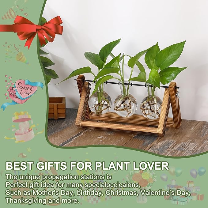 Terrarium Propagation Station with 3 Glass Bulb Vases and Brown Wood Stand