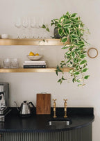 Artificial Peperomia Hanging Plants, 2 Pack, 26-Inch PVC Faux Greenery