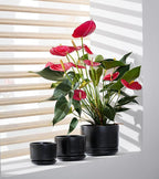 Ton Sin Plant Pots, 4.1+5.1+6.5 inch, Set of 3, Ceramic Planters with Drainage Hole and Saucer, Indoor Flower Pot Gifts for Mom（Matte Black）