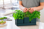 D'vine Dev Herb Garden Planter Set, Plastic Plant Pots with Drainage and Saucer, Indoor Succulent Cactus Vegetable Pot for Windowsill, Garden Balcony, Green, Set of 1, 76-V-C-1