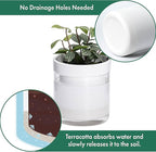 Phoenix Vine 4 Inch Self Watering Planter, White Terracotta Clay Pot with Glass Reservoir for Indoor Plants, Herbs, Flowers, Set of 1, 52-B-E-1