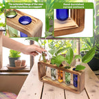Terrarium Propagation Station with Wood Base and 5 Glass Test Tubes