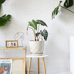 Gepege 10 Inch Plant Pot, Creamy White Ceramic Planter with Drainage Holes and Saucers for Plants Indoor and Outdoor Flower Pot