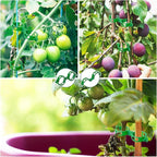 OJYUDD 200 Pcs Plant Support Clips,Plastic Plant Clips for Climbing Plants,Garden Vine Clips for Tomato,Grape,Cucumber,Vegetables (Green)