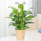 Plant Trellis for Potted Plants 2p, Larger 23in Garden Trellis for Climbing Plants Indoor Outdoor, Rustproof House Plant Support Stakes for Pothos Hoya Ivy Flower