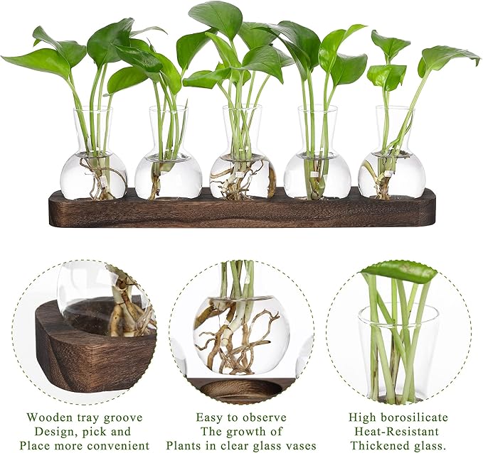 Desktop Terrarium Set: 5 Glass Propagation Vases with Wooden Tray