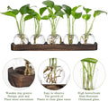 Desktop Terrarium Set: 5 Glass Propagation Vases with Wooden Tray
