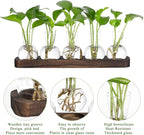 Desktop Terrarium Set: 5 Glass Propagation Vases with Wooden Tray