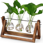 Propagation Station Terrarium, 3 Glass Vases with Wooden Stand