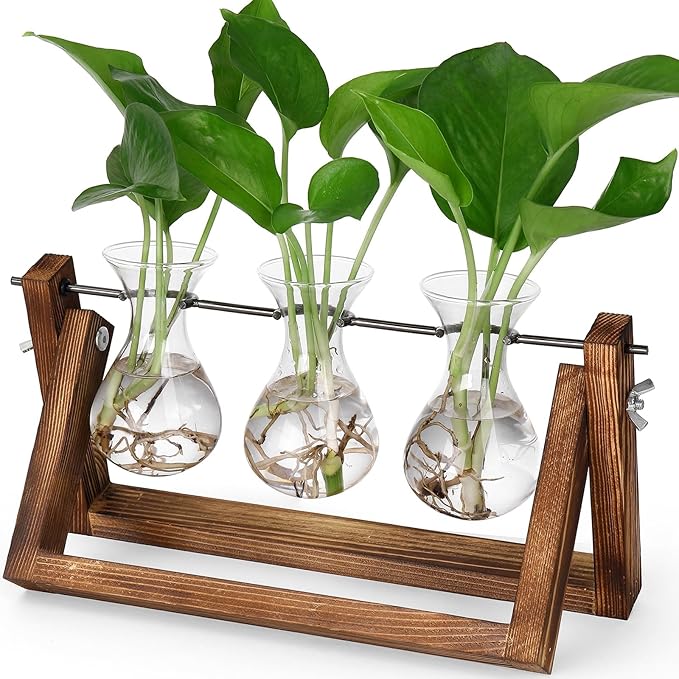 Propagation Station Terrarium, 3 Glass Vases with Wooden Stand