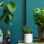 Planters: Set of 12 Matte White Plastic Pots, 3.5 Inch with Saucers