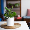 Planters Set of 6 Matte White Plastic Plant Pots with Saucers, 5 Inch