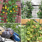 VIVOSUN 5 x 5Ft. Elastic Trellis Netting with 4 Hooks for Climbing Plants, Vegetables, Fruits, and Flowers, 2-Pack