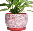 SQOWL Ceramic Pots for Plants - 8 inch Indoor Planter with Drainage Hole and Tray, Ceramic Flower Pot Outdoor, Round Decorative Planter, Bedroom Decor, Gifts for Plant Lovers, Red and White