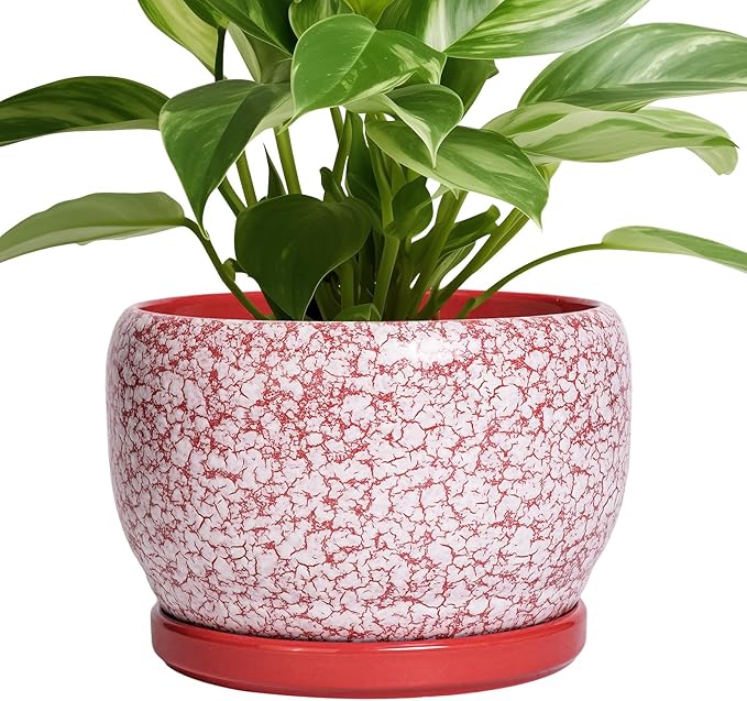 SQOWL Ceramic Pots for Plants - 8 inch Indoor Planter with Drainage Hole and Tray, Ceramic Flower Pot Outdoor, Round Decorative Planter, Bedroom Decor, Gifts for Plant Lovers, Red and White