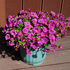 Artificial Flowers for Outdoors, UV Resistant Fake Silk Morning Glory, Realistic Faux Plants for Outside Porch Patio Window Box Hanging Planter (16, Purple Fuchsia)