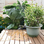 5PCS Monstera Plant Stem Support with Leaf Holders - Innovative Cactus Stake for Indoor Plants - Unique Plant Support Kit for Healthy Growth - Ideal for Gardening Enthusiasts