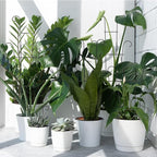 4P Plant Trellis for Potted Plants, Larger 23in Garden Trellis for Climbing Plants Indoor Outdoor, Rustproof House Plant Support Stakes for Pothos Hoya Ivy Flower