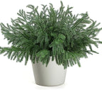 Artificial Norfolk Pine Branches, 24 Pcs 18-Inch Green Christmas Greenery