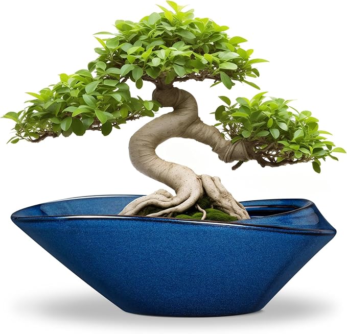 Planter Pot, Blue Ceramic Bonsai Pot with Drainage Hole, 12 Inch