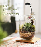 Terrarium Jar Set with Grow Light and Tools for Succulents