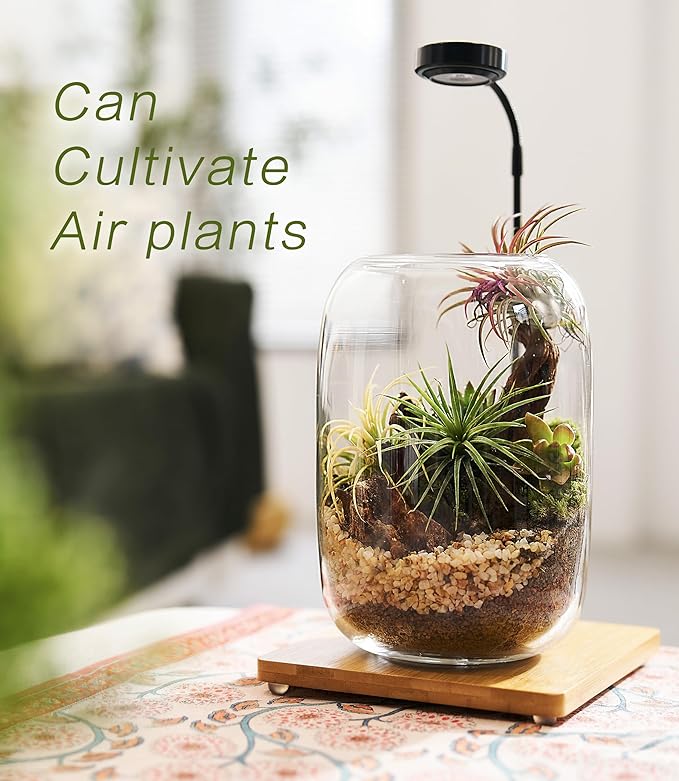 Terrarium Jar Set with Grow Light and Tools for Succulents