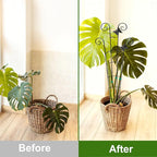 COOMIN 30'' Monstera Plant Support Outdoor, Metal Expandable Plant Supports for Indoor Plants, 4P Garden Trellis for Climbing Plants Indoor - Ivy, Pothos, Philodendron, Hoya
